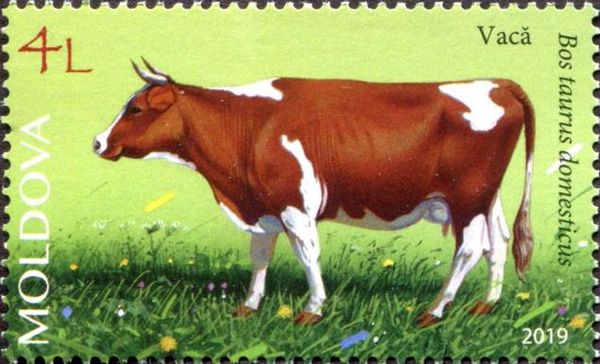 Cattle (Bos taurus domesticus)
