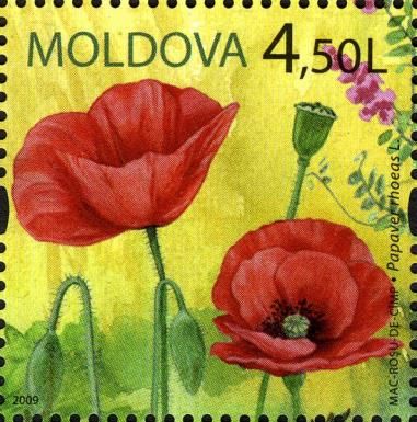 Poppy (Papaver rhoeas L)