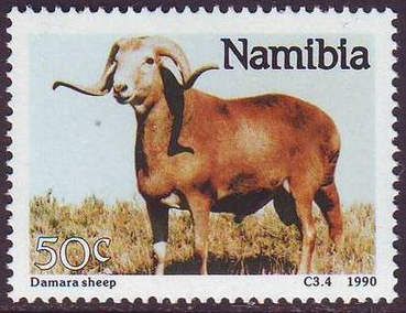 Damara Sheep (Ovis ammon aries)