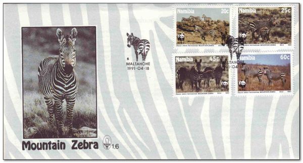 Mountain Zebra (Equus zebra hartmannae) 