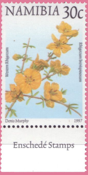 Western Rhigozum (Rhigozum brevispinosum)