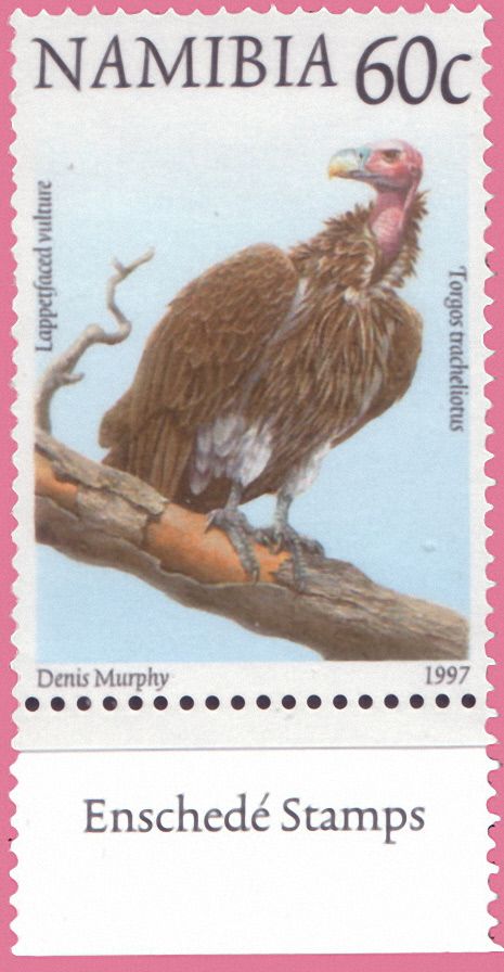 Lappet-faced Vulture (Aegypius tracheliotus)