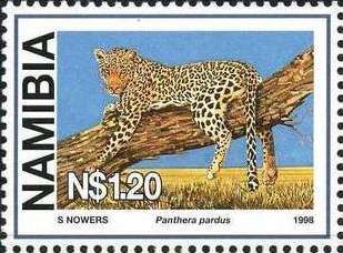 Cheetah (Acinonyx jubatus)