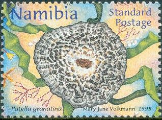 Granite Limpet (Patella granatina)