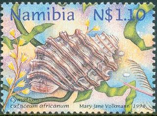 Girdled Triton (Cymatium cutaceum africanum)