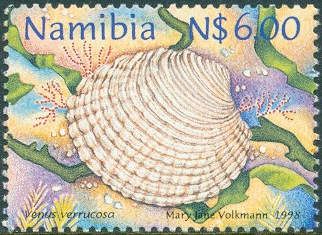 Warty Venus (Venus verrucosa)