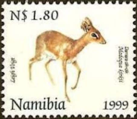 Damara Dik-dik (Madoqua kirkii)