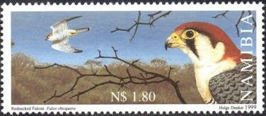Red-necked Falcon (Falco chicquera)
