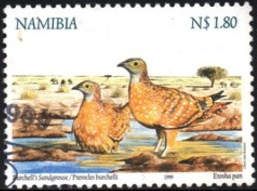 Burchell's Sandgrouse (Pterocles burchelli)