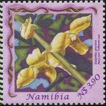 Eulophia speciosa