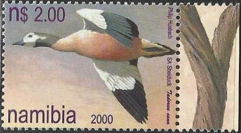 South African Shelduck (Tadorna cana)