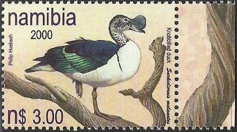 African Comb Duck (Sarkidiornis melanotos)