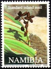 Welwitschia mirabilis