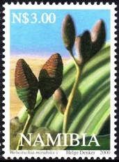Welwitschia mirabilis