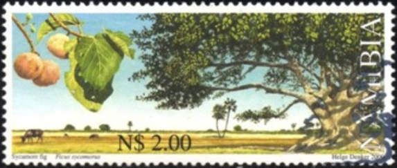Ficus sycomorus