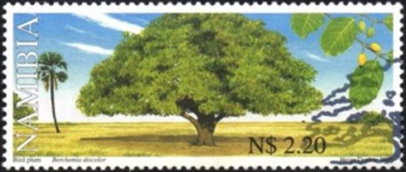 Berchemia discolor