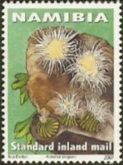 Anthothoe stimpsoni