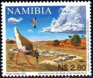 Nossob river. Crowned Lapwing (Vanellus coronatus)
