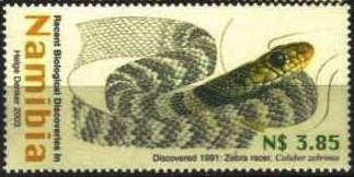 Kunene Racer (Coluber zebrinus)