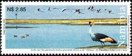 Omadhiya Lakes, Grey Crowned-Crane (Balearica regulorum)