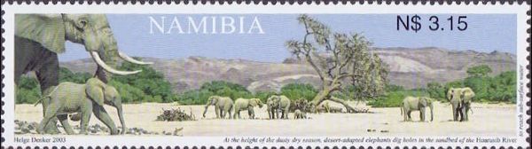 African Elephant (Loxodonta africana)