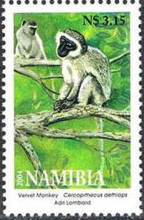 Vervet Monkey (Cercopithecus aethiops)