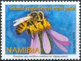 African Honey Bee (Apis mellifera scutellata) on a Dichrost…