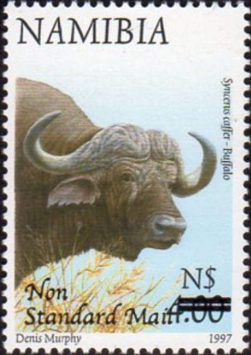 African Buffalo (Syncerus caffer), surcharge