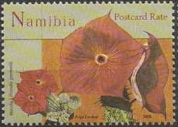 Hoodia gordonii