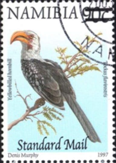 Southern Yellow-billed Hornbill (Tockus flavirostris); surch