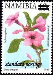 Bushman Poison (Adenium bochnianum), surcharge