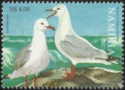 Hartlaub's Gull (Larus hartlaubii)