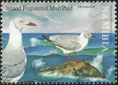 Grey-headed Gull (Chroicocephalus cirrocephalus)