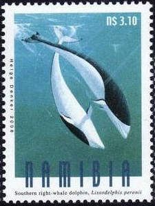 Southern Right Whale Dolphin (Lissodelphis peronii)