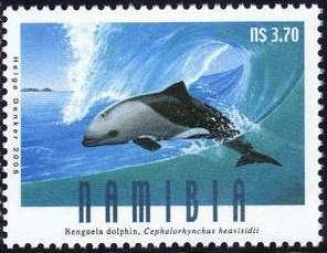 Benguela Dolphin (Cephalorhynchus heavisidii)