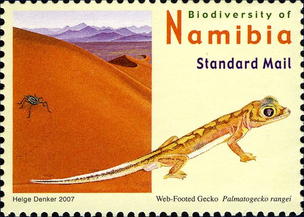Web-footed Gecko (Palmatogecko rangei)