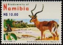 Black-faced Impala (Aepyceros melampus petersi)