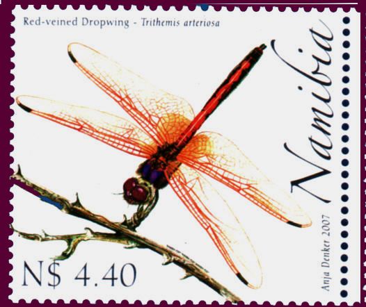 Red-veined Dropwing (Trithemis arteriosa)