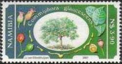 Commiphora glaucescens