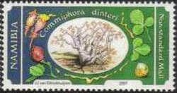 Commiphora dinteri