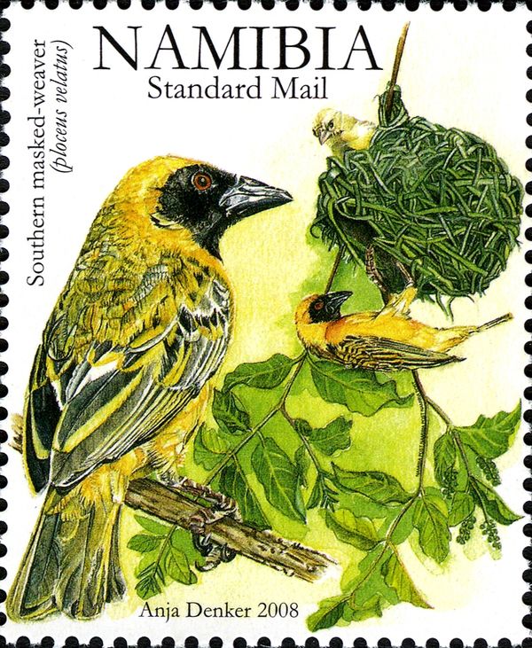 Southern Masked Weaver (Ploceus velatus)
