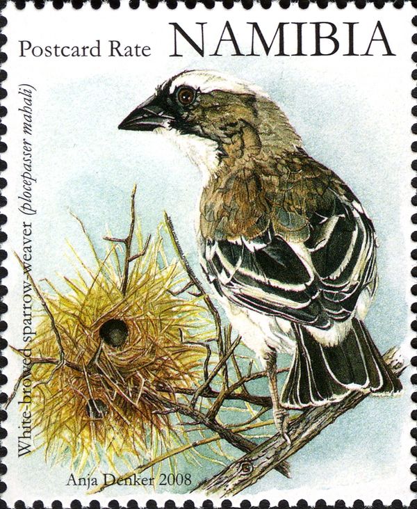 White-browed Sparrow-weaver (Plocepasser mahali)