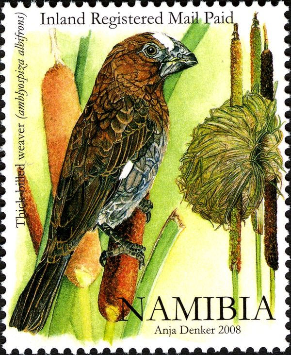 Thick-billed Weaver (Amblyospiza albifrons)