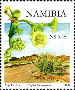 Euphorbia dregeana
