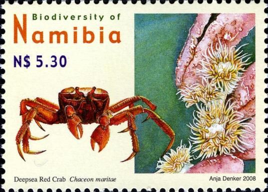 Deep Sea Red Crab (Chaceon maritae), Anemones