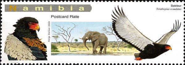 African Elephant (Loxodonta africana), Bateleur Eagle (Terat