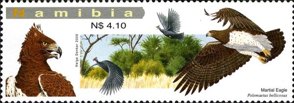Martial Eagle (Polemaetus bellicosus)