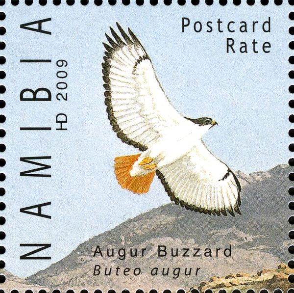 Augur Buzzard (Buteo augur)