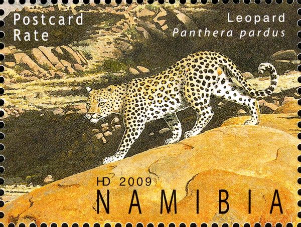 Leopard (Panthera pardus)