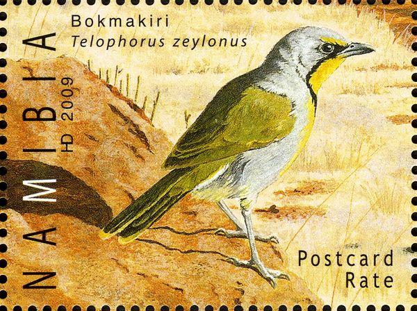 Bokmakiri (Telophorus zeylonus)